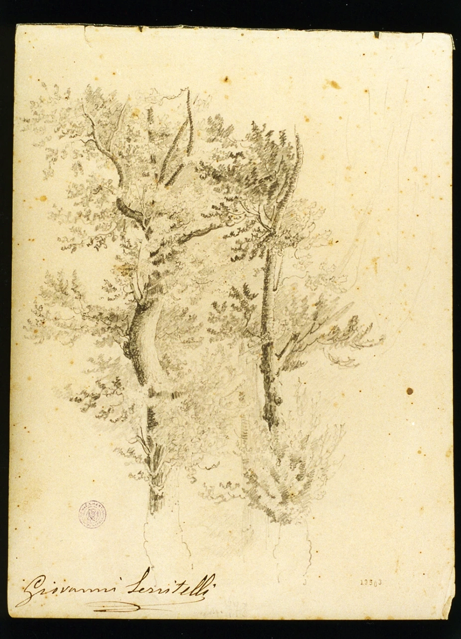 Studio di alberi - Certosa e Museo Nazionale di San Martino, Napoli